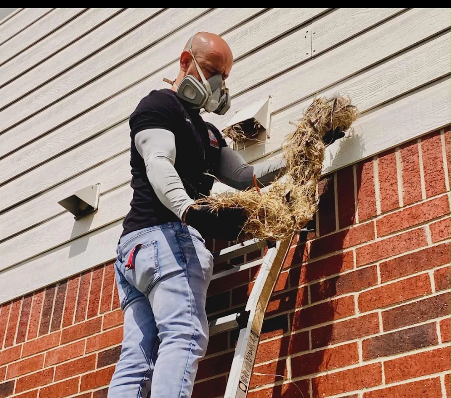 Technician on a ladder removing a large bird nest from a side wall dryer vent